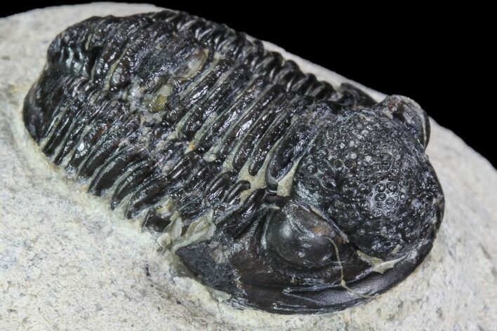 Bargain, Gerastos Trilobite Fossil - Morocco #87568